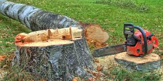 Best Tree Maintenance Programs  in Morton, TX
