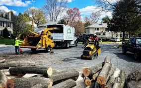 Best Root Management and Removal  in Morton, TX