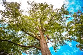 Best Seasonal Cleanup (Spring/Fall)  in Morton, TX