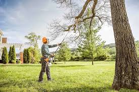 Best Lot and Land Clearing  in Morton, TX