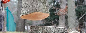 Best Tree Removal  in Morton, TX