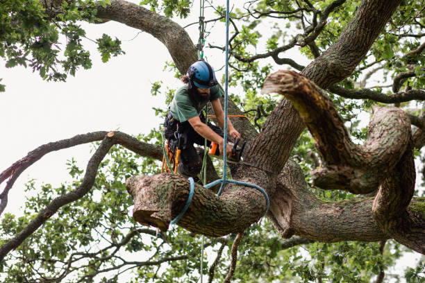 Best Tree Cabling and Bracing  in Morton, TX