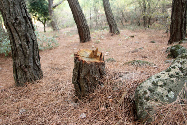  Morton, TX Tree Care Pros