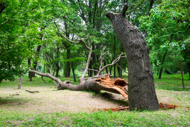 Best Leaf Removal  in Morton, TX