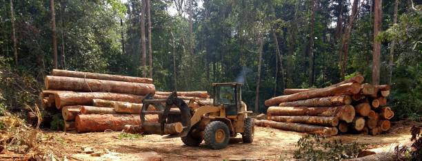 Best Tree Risk Assessment  in Morton, TX