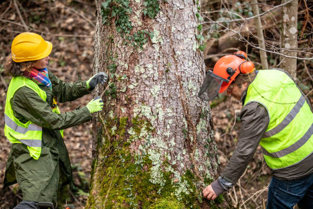 How Our Tree Care Process Works  in  Morton, TX
