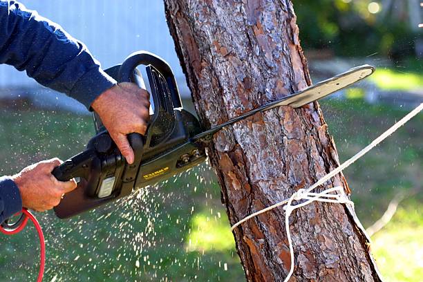 Best Tree Health Inspection  in Morton, TX