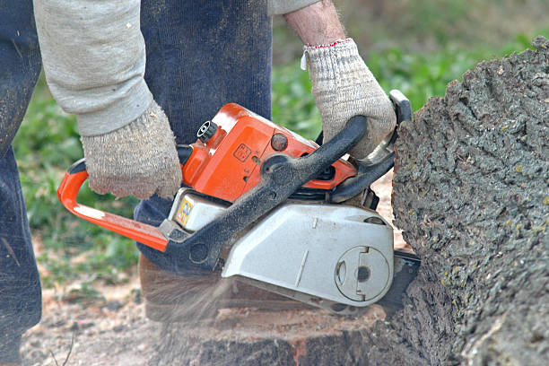 Best Palm Tree Trimming  in Morton, TX