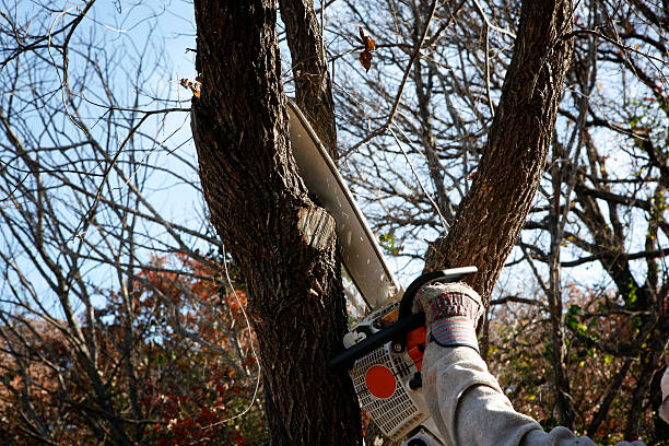 Best Lawn Watering Services  in Morton, TX